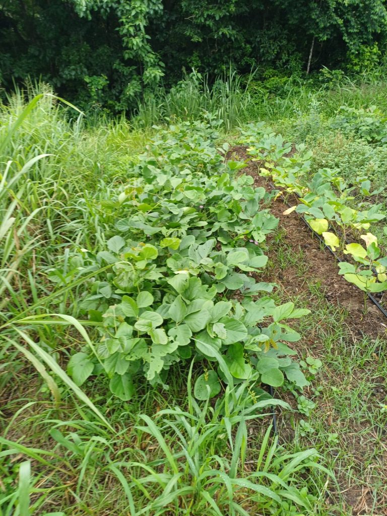 Jardin-des-anes 29