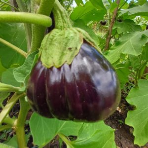 Aubergines Black Beauty